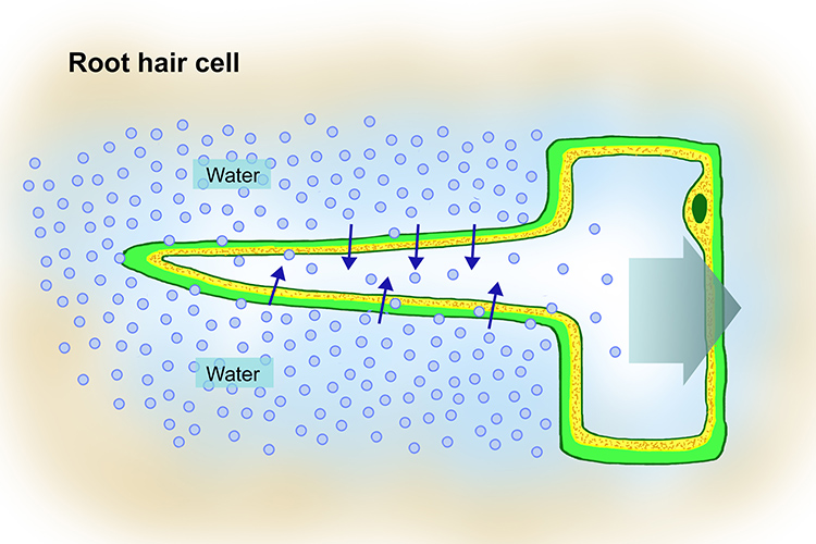 Movement of water from a high to low concentration before being transported to the plant